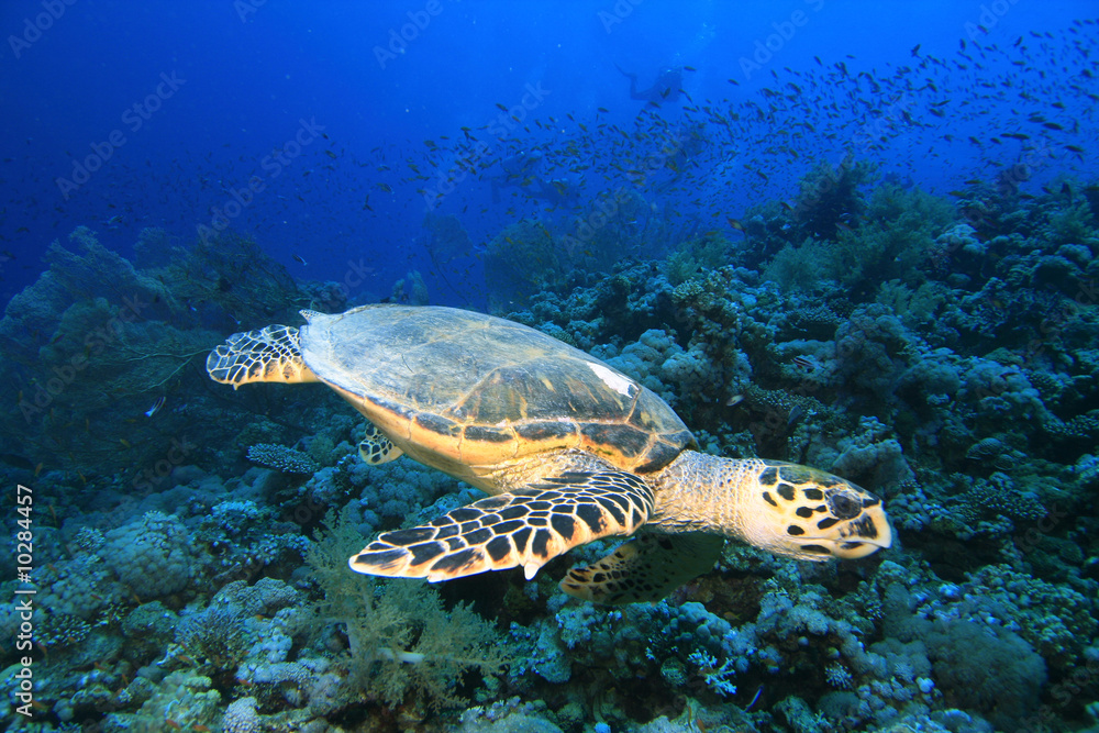 Hawksbill Turtle and Gorhonian Fan Corals Hawksbill Turtle and Gorhonian Fan Corals