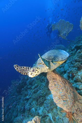 Hawksbill Sea Turtle and Gorgonian Fan Corals