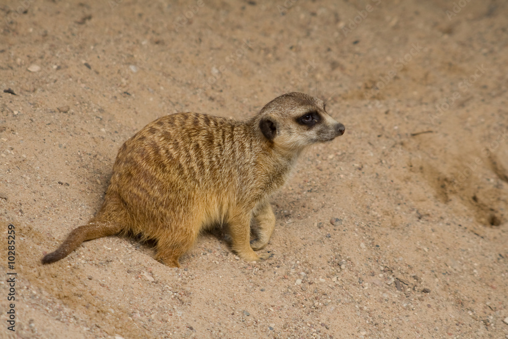 Fototapeta premium Suricata