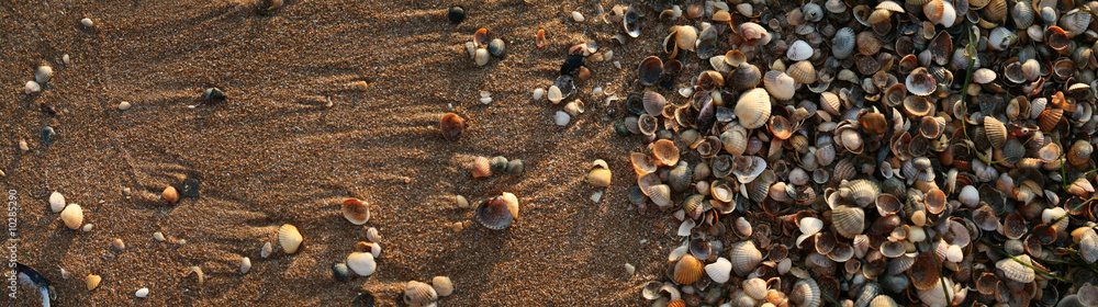 Many colored shells on the sea sand..