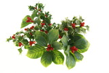 Holiday Greenery Decorations with leaves, berries, holly, and mistletoe on white