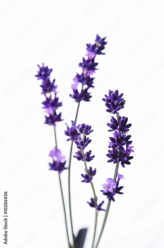 Detail of lavender flower Detail of lavender flower