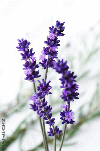 Fototapeta Naklejka Na Ścianę i Meble -  Detail of lavender flower