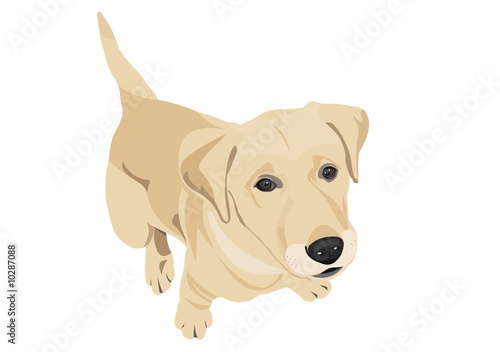 labrador retriever puppy