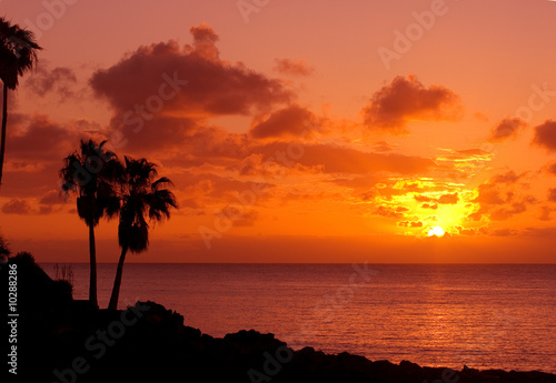 orange sunset on tropical island with palm