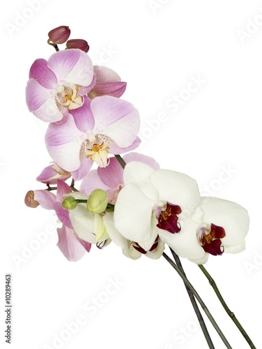 Fototapeta Naklejka Na Ścianę i Meble -  posy of white and pink orchids