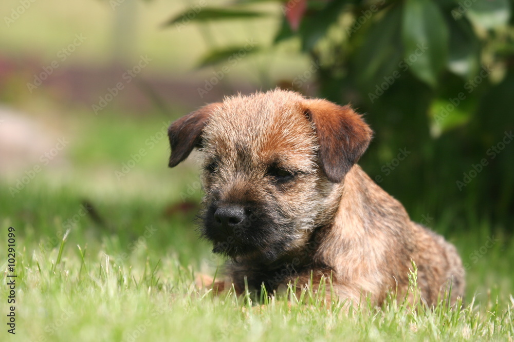 Petit Border Terrier craquant Petit Border Terrier craquant
