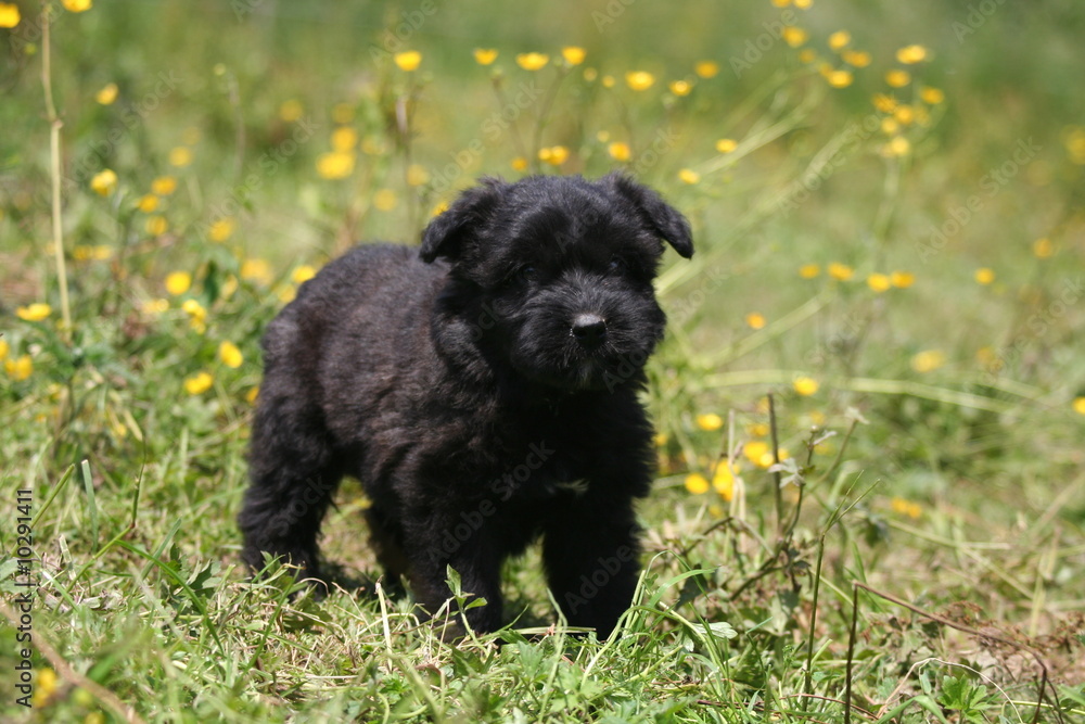 Adorable petit Bouvier des Flandres dans les fleurs