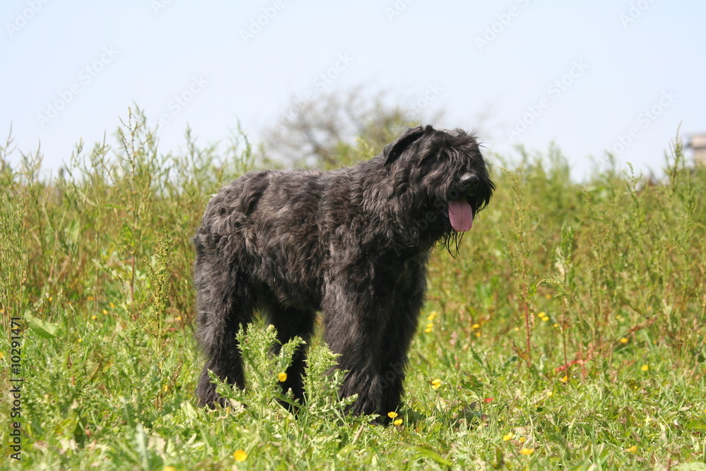 Grand chien charbonné à la campagne