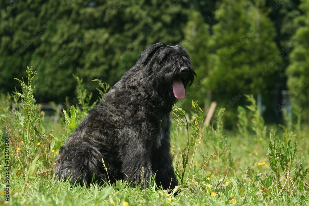 Bouvier des flandres assis de profil Bouvier des flandres assis de profil