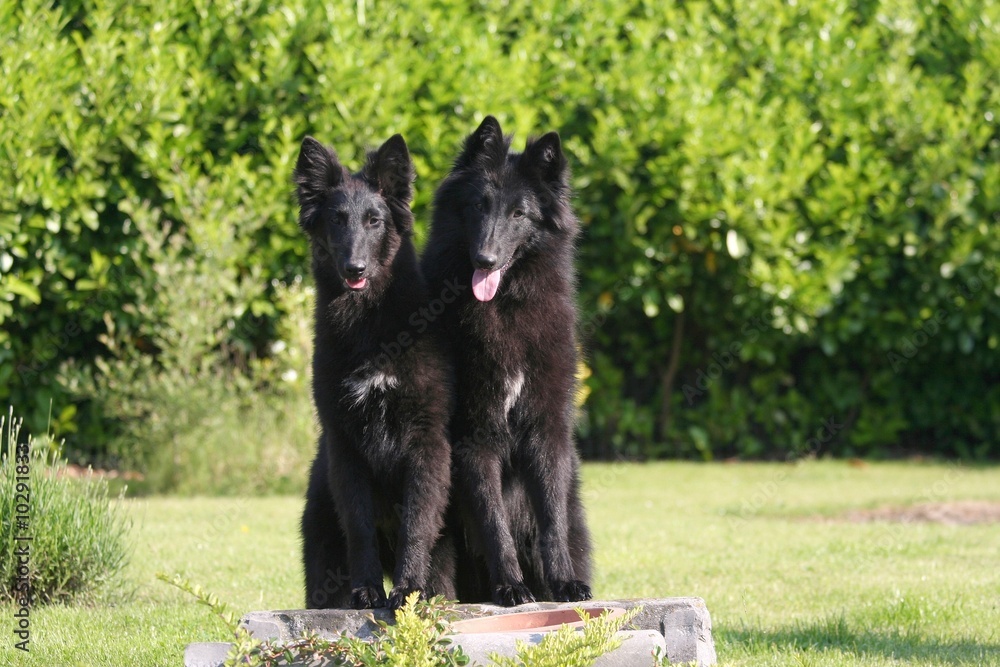 Deux Berger Belge Groenendael collés serrés Deux Berger Belge Groenendael collés serrés