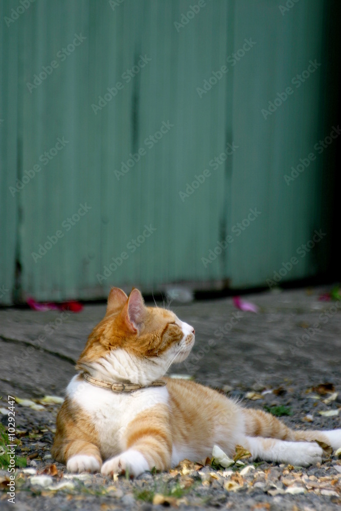 chat chat