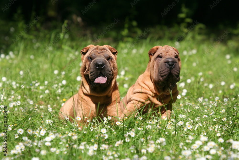 Duo Shar pei assis dans les paquerettes