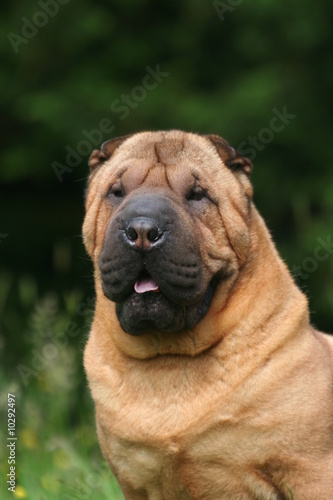 Portrait du Shar Pei de face