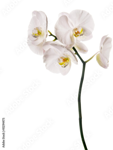 Fototapeta Naklejka Na Ścianę i Meble -  white orchid on white