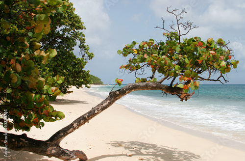 Raisinier sur une plage de Marie-Galante