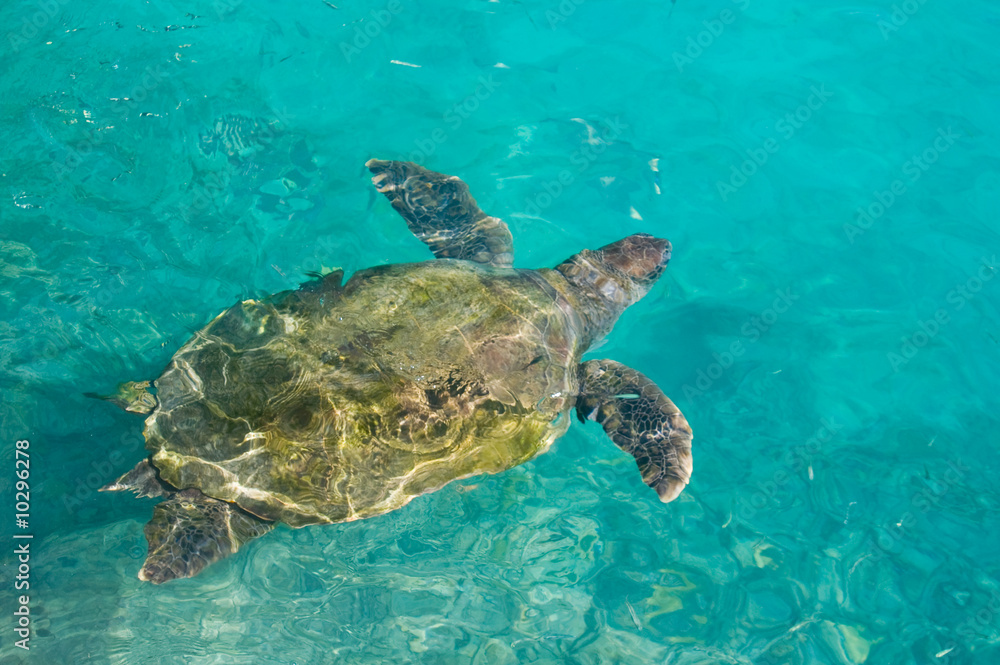 Obraz premium swimming sea turtle in clear turquoise sea water