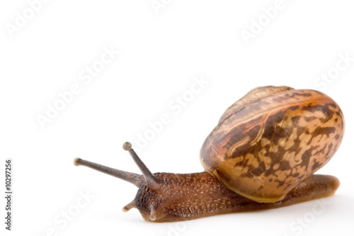 Small garden snail on a white background