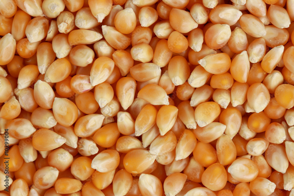 unpopped fresh whole pop corn seed, background unpopped fresh whole pop corn seed, background