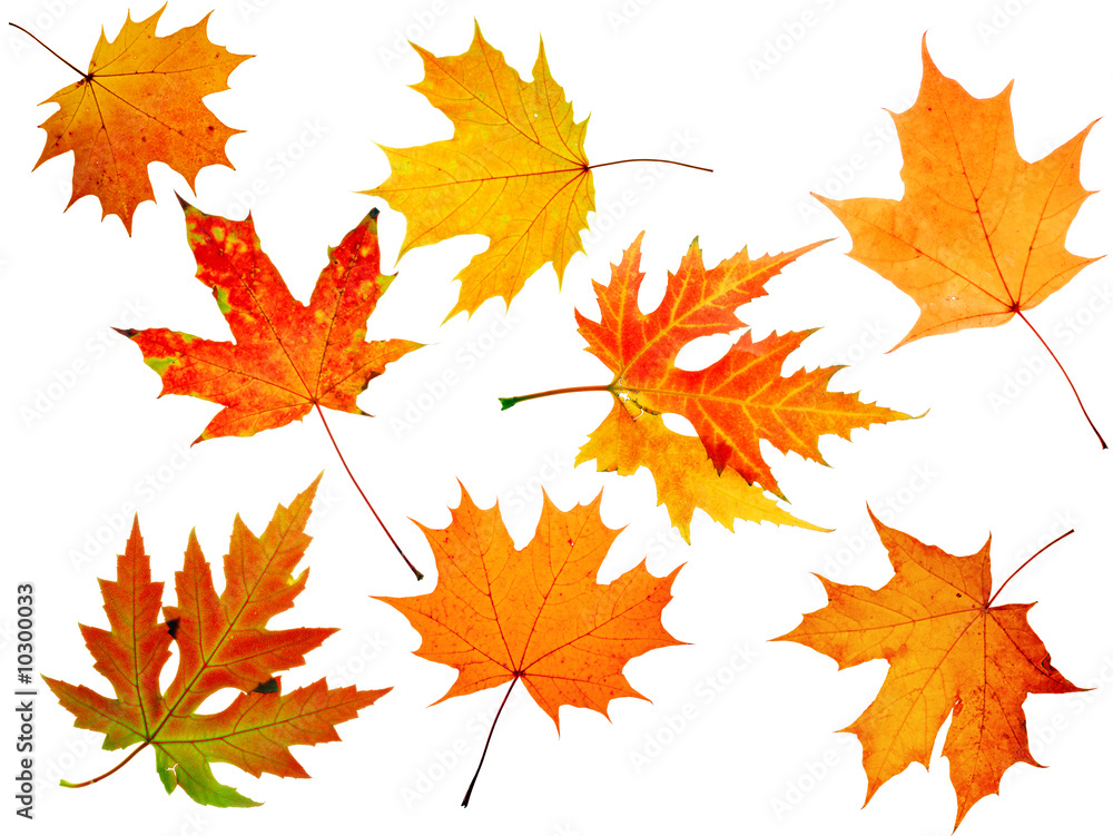 autumn maple-leaf, scope for a postal on a white background autumn maple-leaf, scope for a postal on a white background