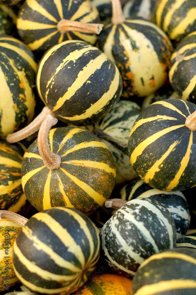 background from small pumpkins