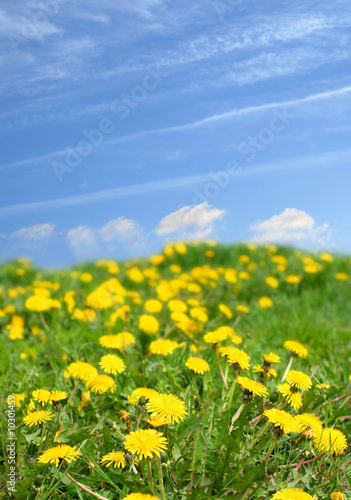 Spring landscape blue sky and yellow flowers