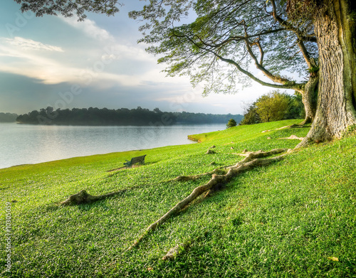 Grassy Banks Under Large Tree at Sunset