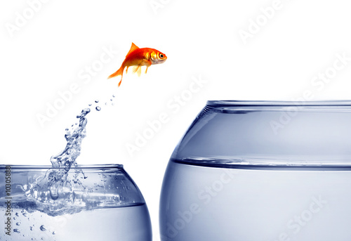 Fotografering .goldfish jumping out of the water