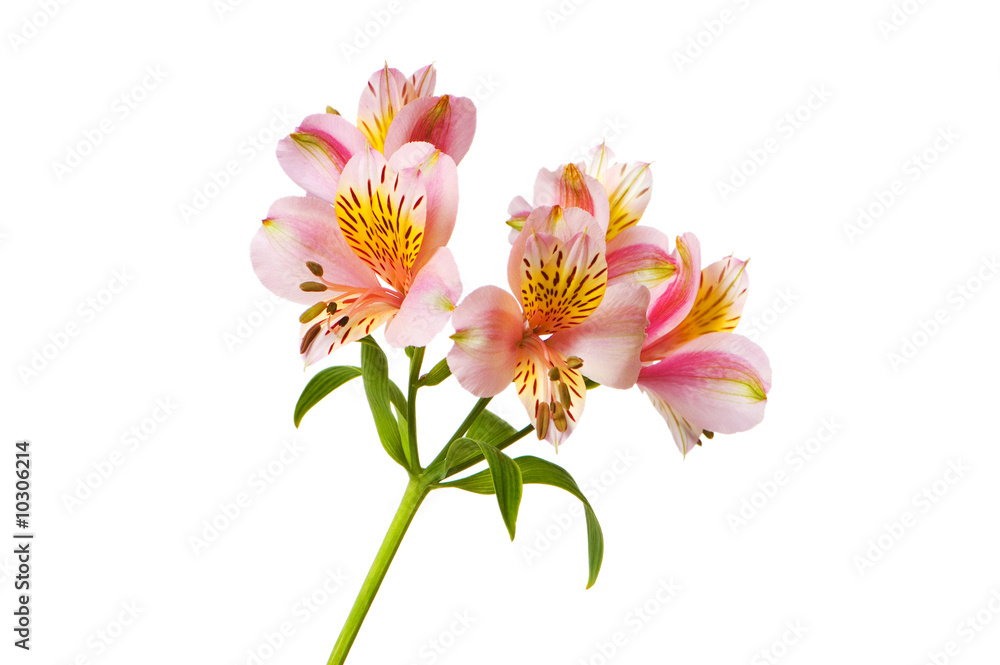 Colourful lilies isolated on the white background