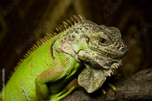 Lizard Iguana sitting on branch