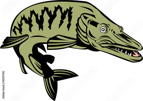 Muskie Fish