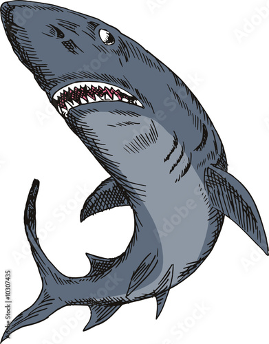 Great white shark