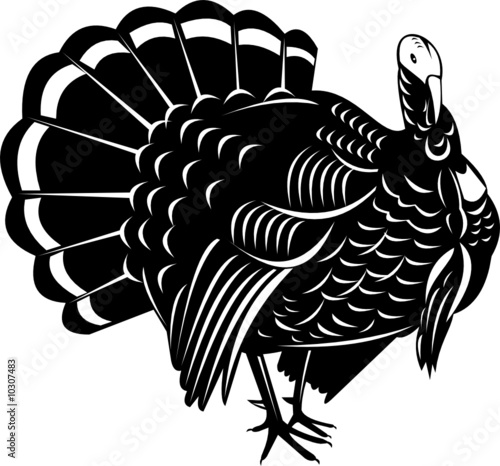 Wild turkey