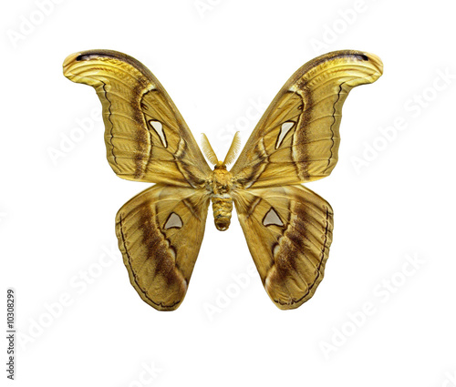 butterfly attacus atlas
