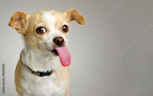 Little Chihuahua with Big Pink Tongue