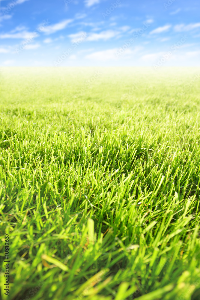 Field and sky, may be used as background Field and sky, may be used as background