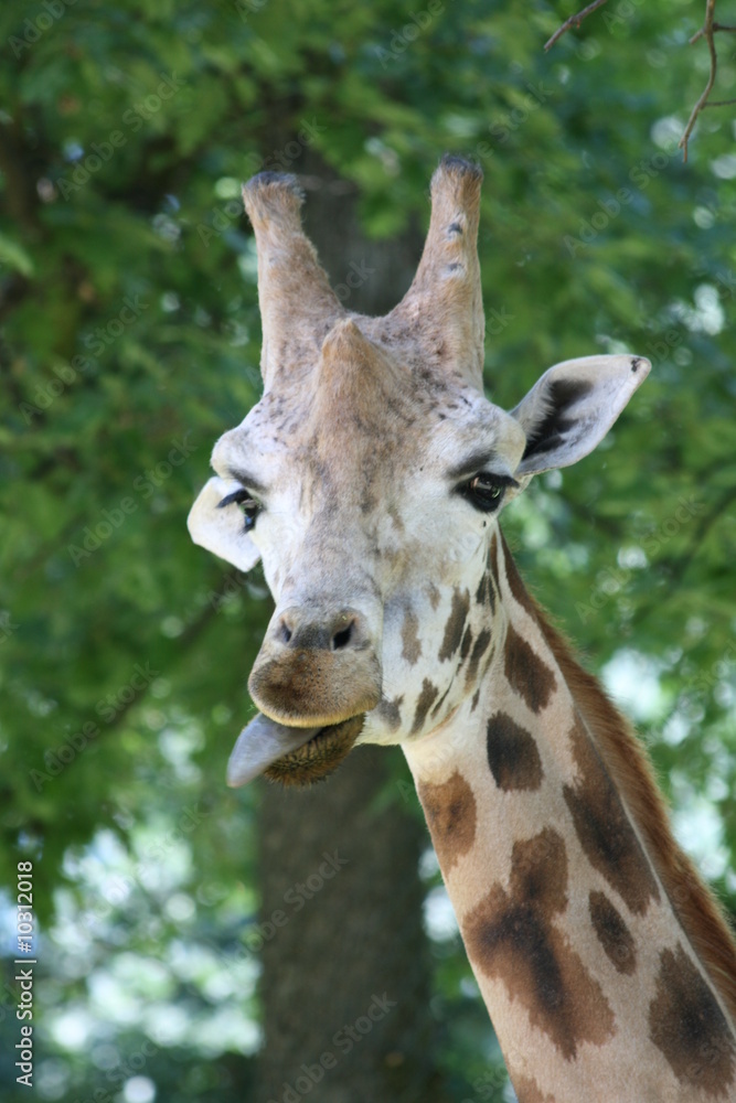 Naklejka premium girafe