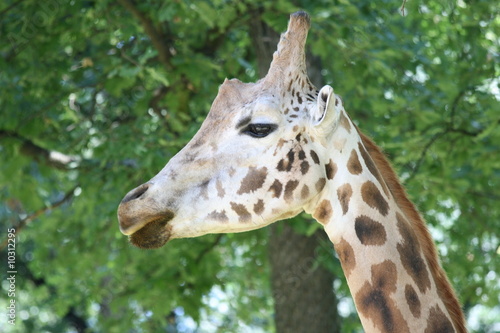 girafe profil