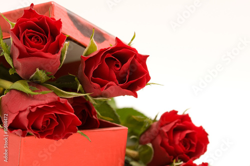 red roses in gift box  on white background