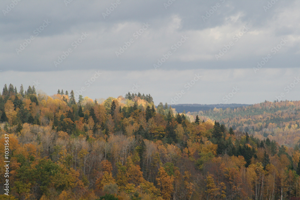 forest hills Gauja national park in Latvia forest hills Gauja national park in Latvia