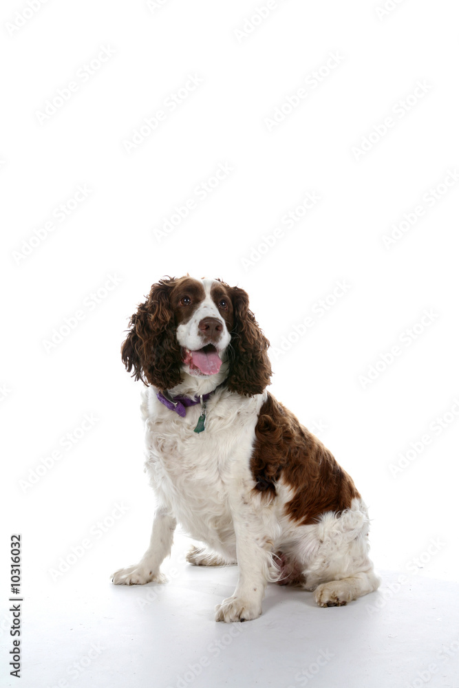 brown and white mixed breed dog on a high key background