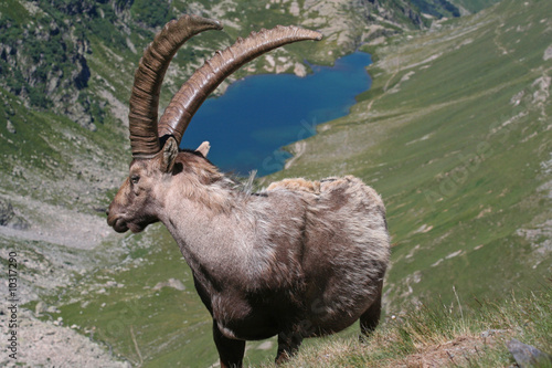 Grand bouquetin devant un lac