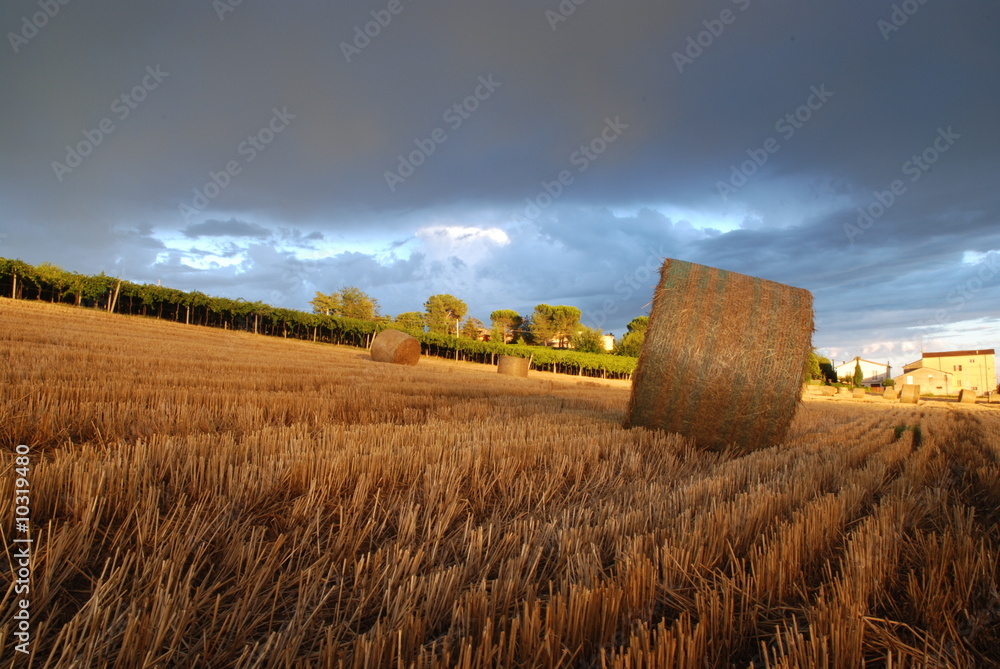 Fototapeta premium Campo di grano