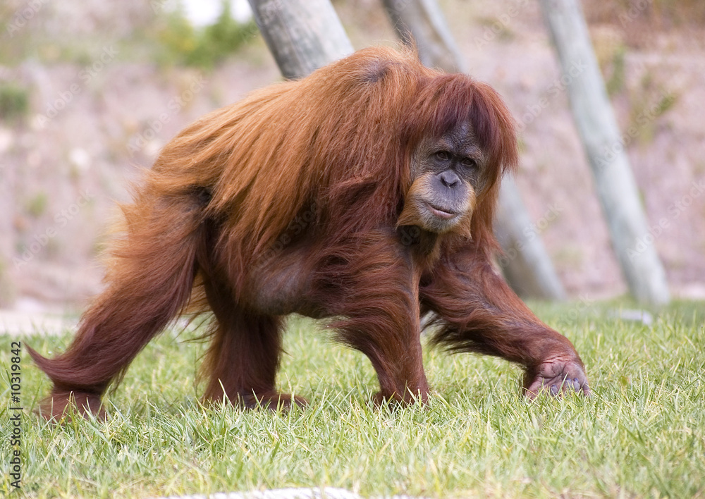 Naklejka premium pongo pygmaeus