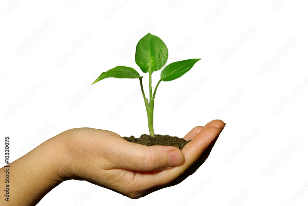 plant in hand