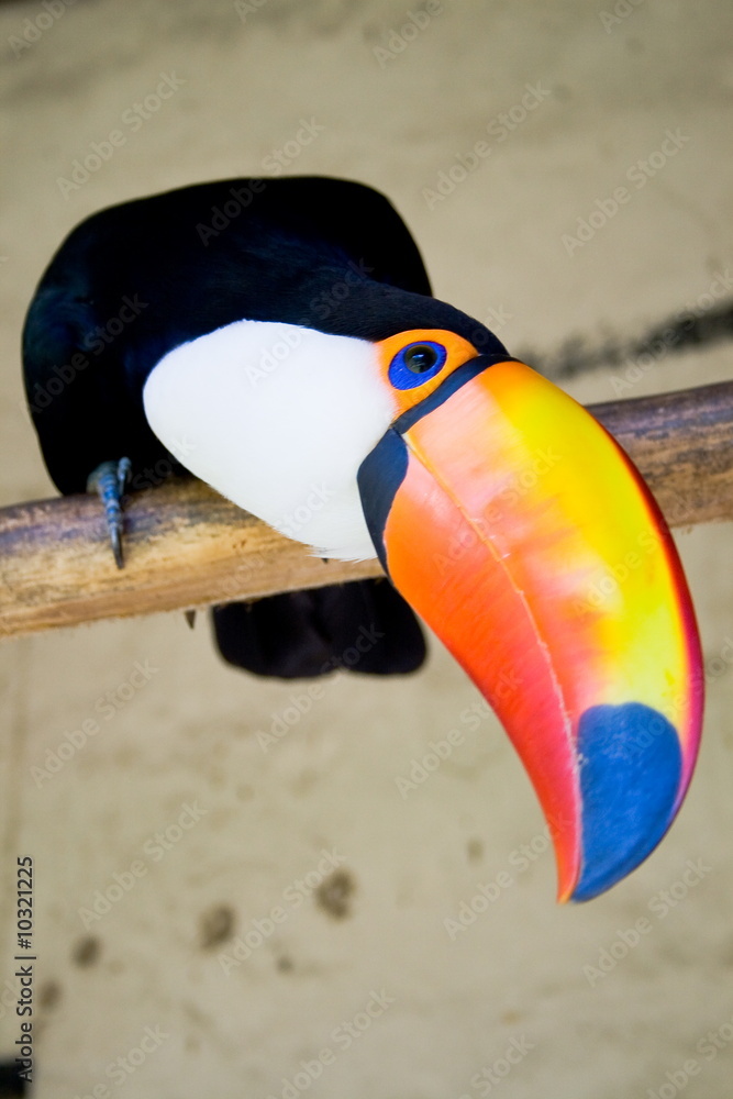 Fototapeta premium toucan bird