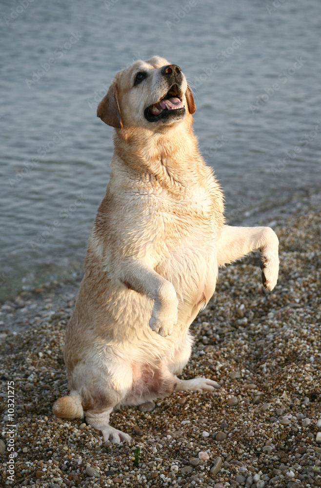 Labrador Retriver standing on hinder legs