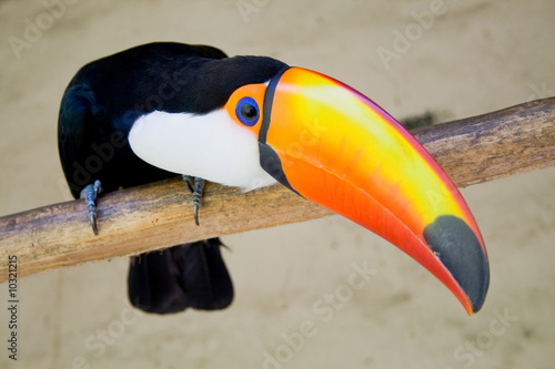 toucan bird #10321215