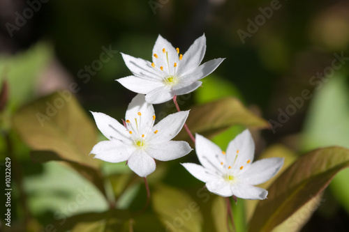 Three white flowers in a wood close up