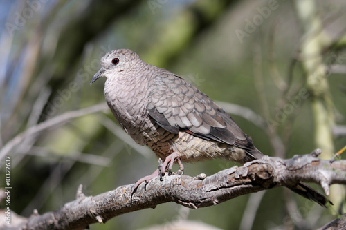 Inca Dove (Columbina inca) perched in a tree in Arizona